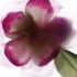 Magenta Bloom Floral Art Print